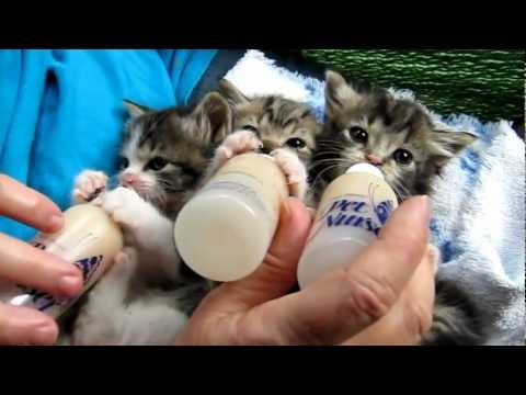 I tre gattini affamati