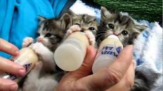 Triplet kittens being bottle fed