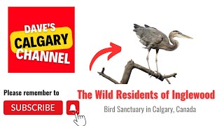 Download the video "The Wild Residents of Inglewood Bird Sanctuary"