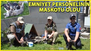 Emniyetin Sahip Çıktığı Kedi ve Yavruları, Maskot Oldu
