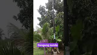 Download lagu wilujeng sonten baraya#degungsunda mp3 Download lagu wilujeng sonten baraya#degungsunda mp3