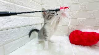 マンチカンの動画01