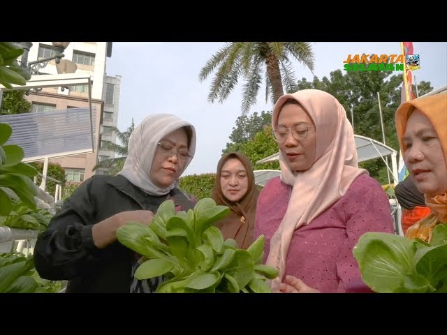 PKK Panen Kangkung, Pakcoy, daun bawang di Jaksel Farm