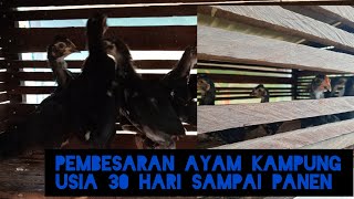 Download lagu PEMBESARAN AYAM KAMPUNG USIA 30 HARI SAMPAI PANEN mp3 Download lagu PEMBESARAN AYAM KAMPUNG USIA 30 HARI SAMPAI PANEN mp3