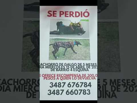 zarate buenos aires ahy un niño esperando a su perro  por favor comprartan tiene que aparecer
