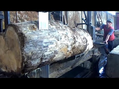 Wujud Kayu jati 200 juta.menjadi BIDADARI DI SAWMIL selalu dikejar pengepul luar negeri.woodworking