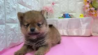 ハーフ犬の動画01