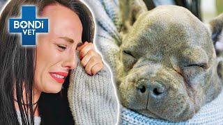 Shocking Diagnosis for Puppy Devoid of Life 😭 | Vet on the Hill Clips | Bondi Vet