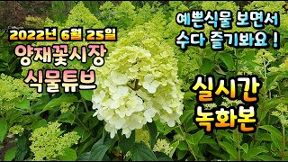 2022년 6월 25일 토요일   예쁜식물들  보면서  수다즐겨봐요 #양재꽃시장 #식물튜브