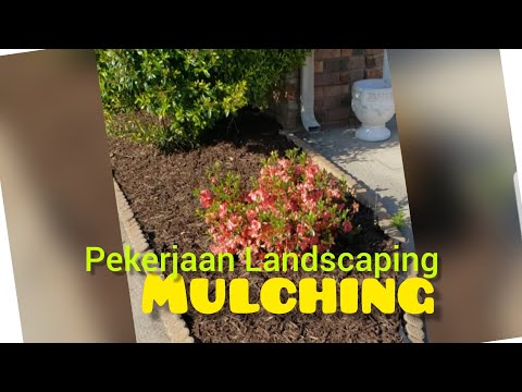 , title : 'Pekerjaan Landscaping MULCHING di Halaman Rumah'