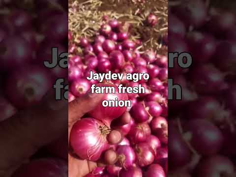 A grade maharashtra fresh onion pune, gunny bag, onion size ...