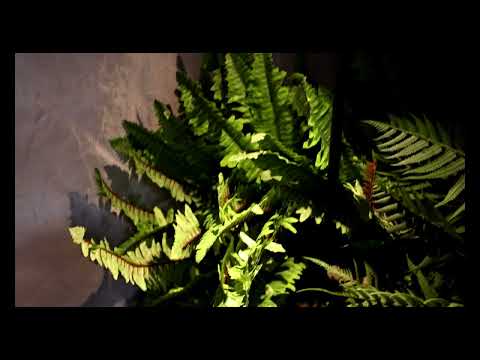 Video: Product Video