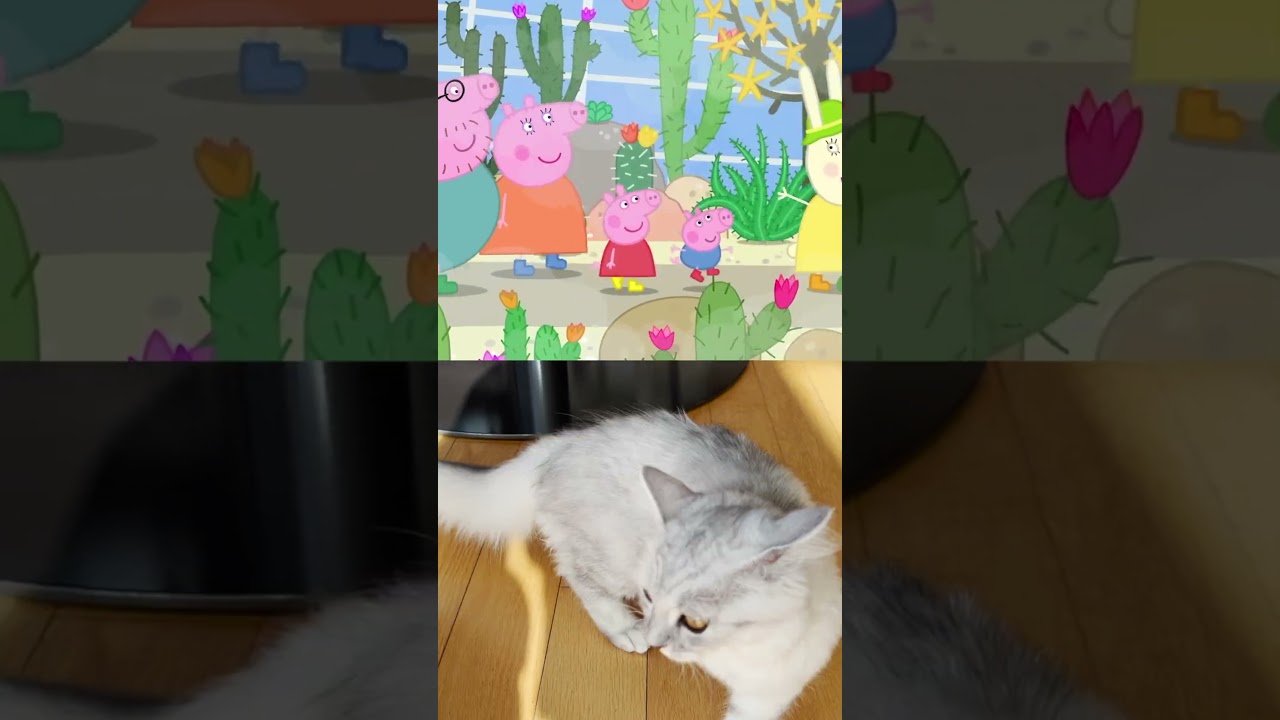 【This is the hotothouse🌵】#shorts