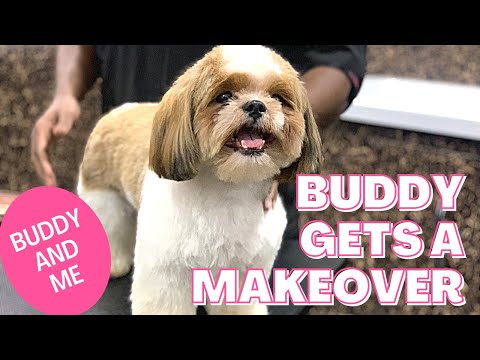 Buddy Gets a Makeover /Buddy and me /Ranjini Haridas Vlogs