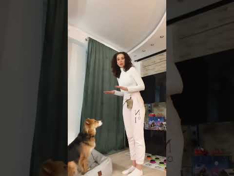 Jak nauczyć psa komendy „zostań” ?