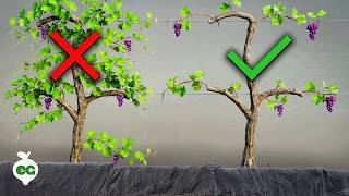How to Prune Grapes The Right Way (COMPLETE GUIDE)