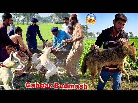 There was a fight between the hunting dogs and the bad guy on the prey