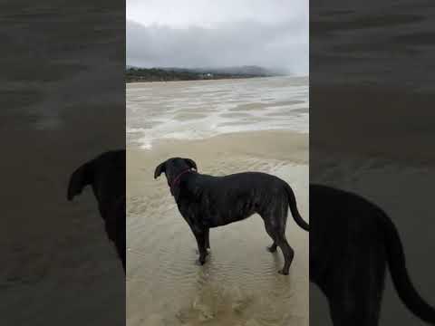 wind effect
