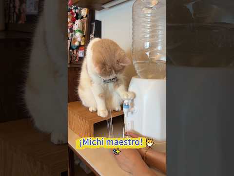 ¡El michi tiene poderes secretos que no sabía! 😼✨