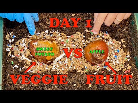 Which Will Red Wigglers Turn Into Worm Castings Faster? Day 1 Veggie Vs Fruit Experiment | Worm Farm