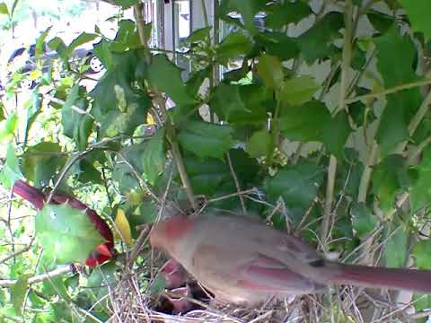A rainy day at the nest
