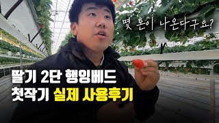 1350평 연동 딸기 하우스 / 처음 행잉베드를 시도해 본 농장의 상태는?