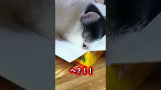 it's a cat.猫です！愛猫の斬新すぎるスタイルに感動。#cat #多頭飼い #保護猫 #猫のいる暮らし #ねこのいる生活