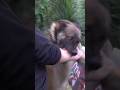 Kena Gigit Anjing Malinois