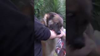 Download lagu Kena Gigit Anjing Malinois mp3 Download lagu Kena Gigit Anjing Malinois mp3