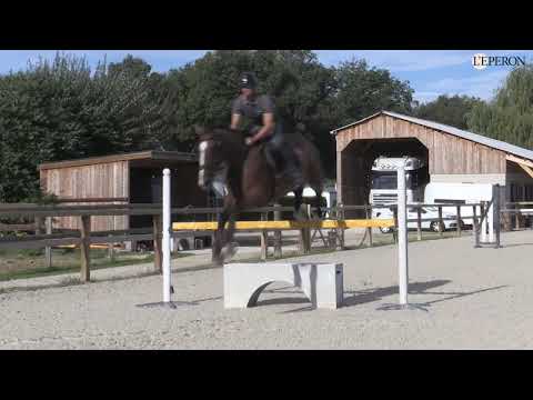 En pratique avec Christopher Six #3 | Travail du cheval de sept ans à l'obstacle