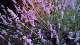 Humming bird moth inner city wildlife garden September 15th 2015