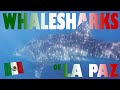 The Whale Sharks of La Paz, Walhai, delfine, La Paz, Baja California, Mexiko