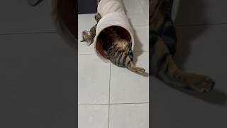 どこで寝てんのww【ベンガル猫】