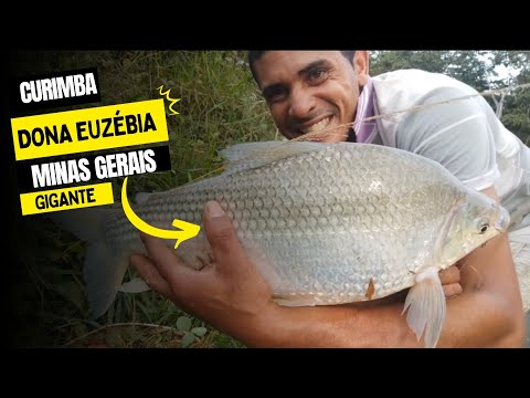 Pescaria de Curimba GIGANTE em Dona Euzébia-MG (Rio Pomba)