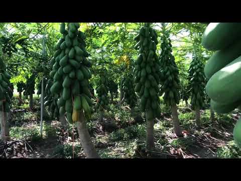 We are ProExport Papaya - Papayas From México. Flavor & health at its best!