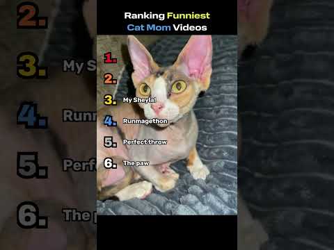 Ranking Funniest Cat Mom Videos #catlover #shorts