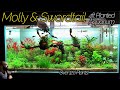 BLACK MOLLY ORANGE SWORDTAIL Aquarium Over 120 Plants IN ONE TANK Aquascape Tutorial