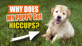 WHY Does MY PUPPY Get HICCUPS🐶🤔