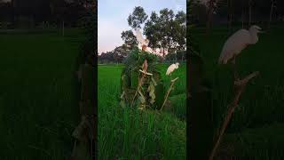 Download lagu United States vairal video mp3