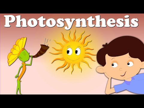 Photosynthesis - For Kids