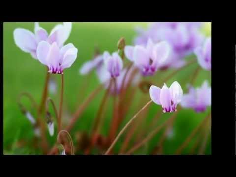 マノワール・ド・グラファール - 定義