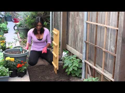 How to Grow Pea Shoots