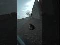 Taking A Photo Of A Dog In The Rainسگ مظلوم Streetphotography Photography Dog Cat Animals س�