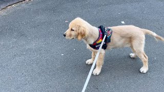 【Golden retriever puppy】I tried to see how many minutes we could meet the viewer during the walk