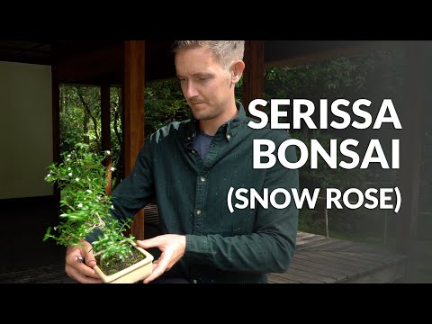 , title : 'Perawatan Serissa Bonsai (Mawar salju)'