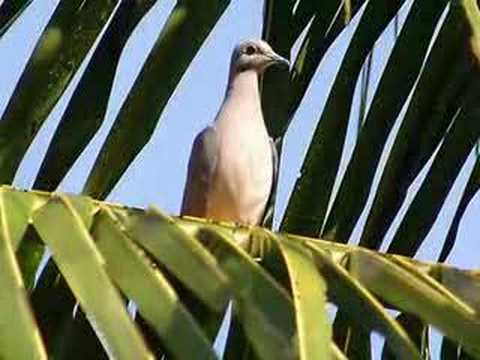 Obras de Poeta (Chitãozinho e Xororó)