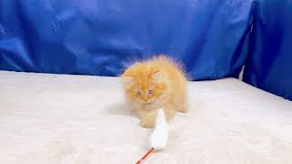 ミヌエットの動画01