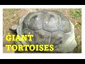 104 Year Old Tortoise Biggest Tortoise In The World Galapagos Tortoise Giant World Turtle Day May 23