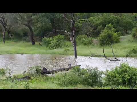 Djuma: Sights and sounds of late afternoon and night with rain - 17:13 - 02/10/2020