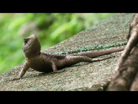 Citizen Lizard | Official Trailer